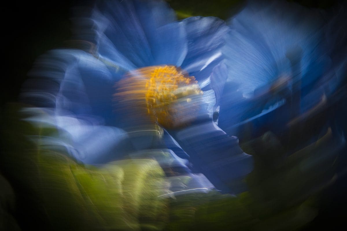 A blurry image of a blue flower.