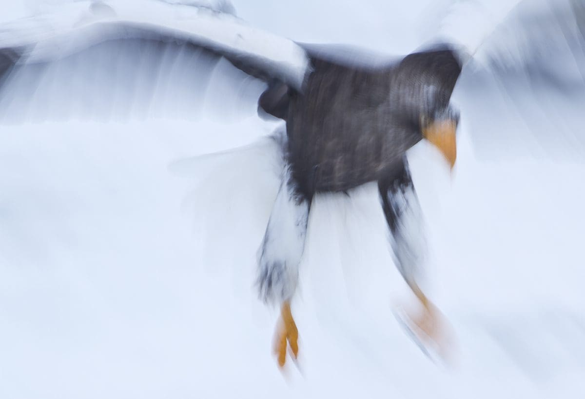 A blurry image of an eagle flying in the snow.