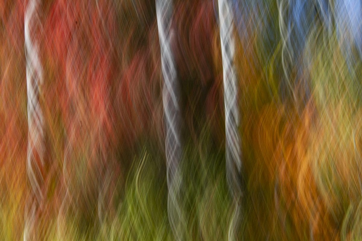 A blurry image of birch trees in autumn.