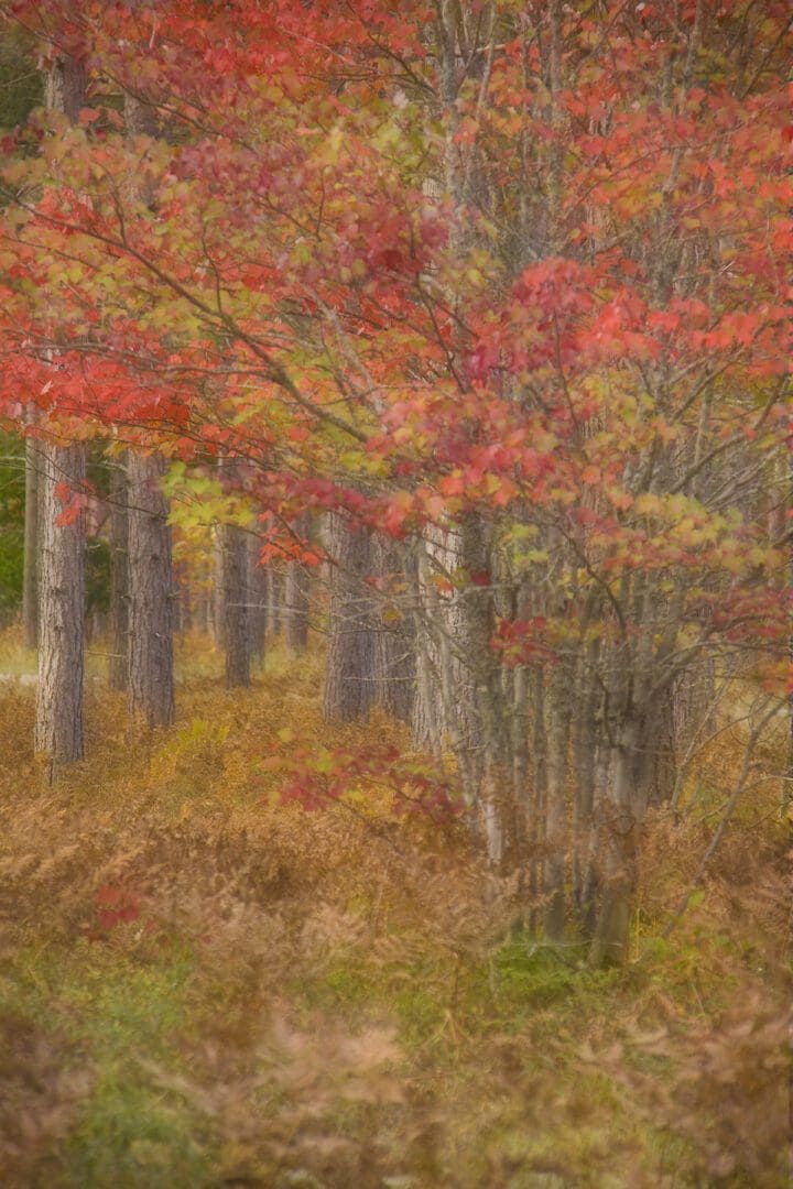 A photo of a forest with red leaves in the background.