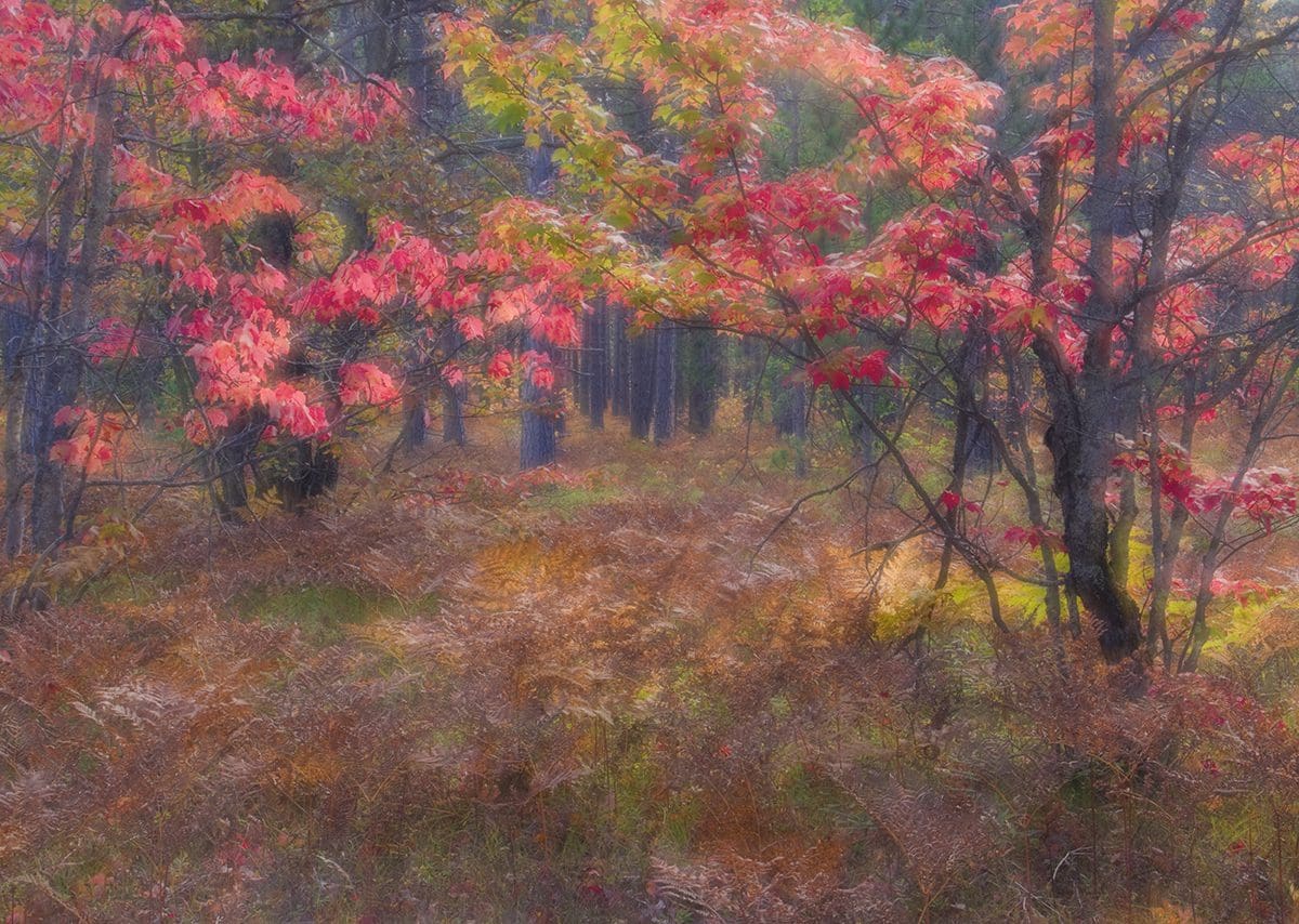 A painting of a forest with red and orange leaves.
