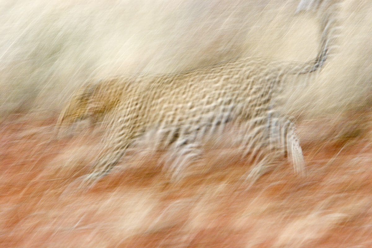 A leopard is running in a blurred background.