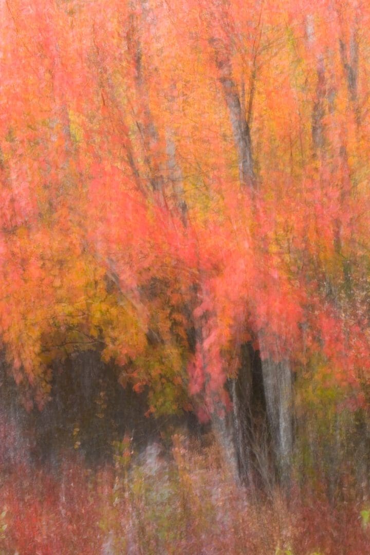 A blurry image of a tree with red leaves.