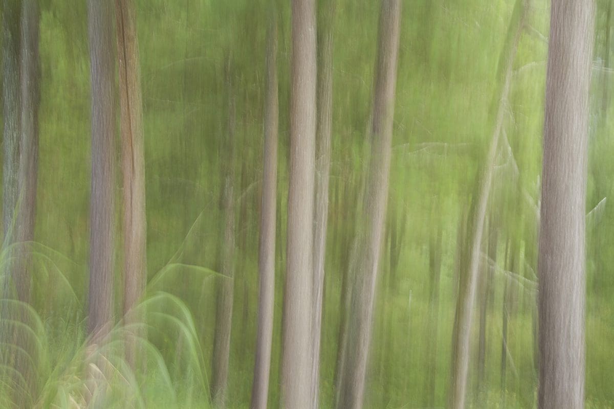 A blurry image of trees in a forest.