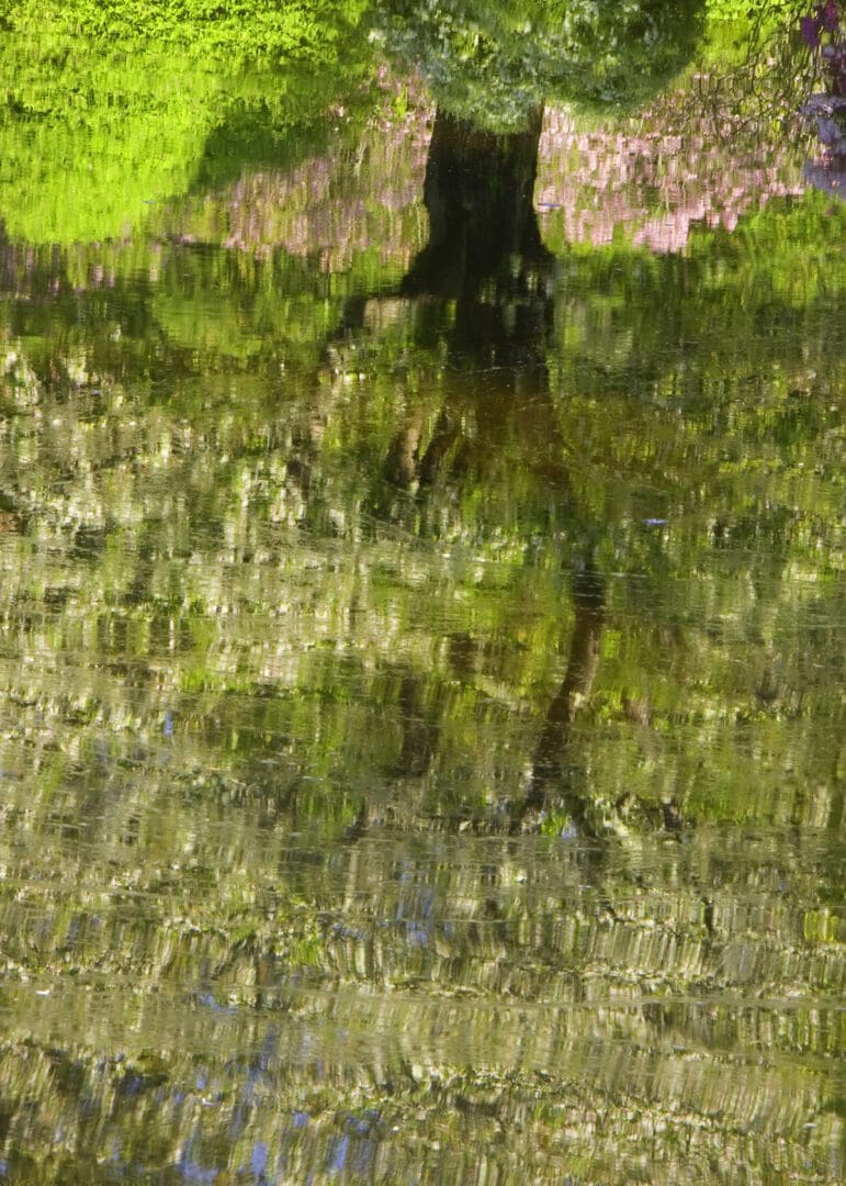 A tree is reflected in a body of water.