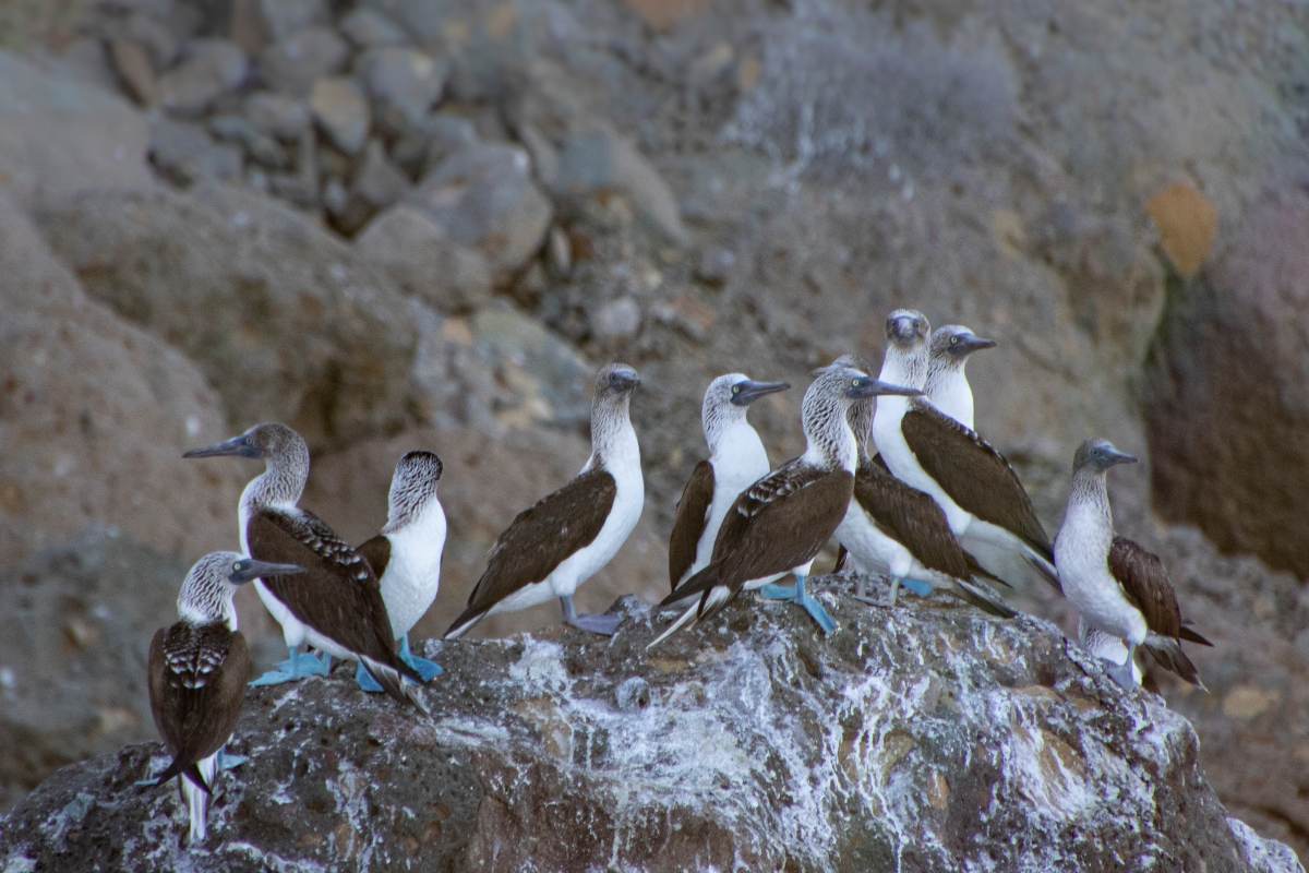 A bunch of birds sitting on the top of a rock