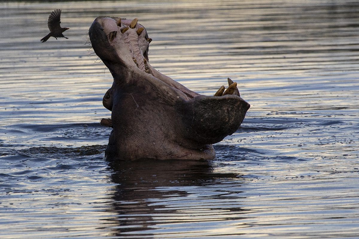 A hippopotamus in the water with its mouth open.