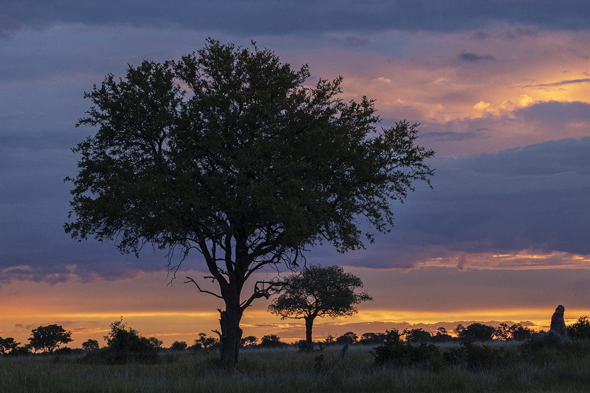 A lone tree in the middle of a field at sunset.
