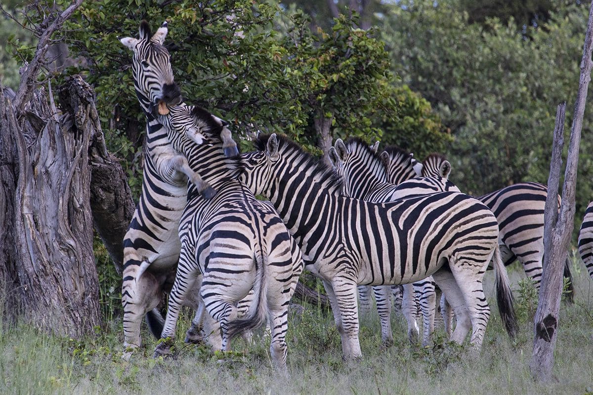 A group of zebras in a field.