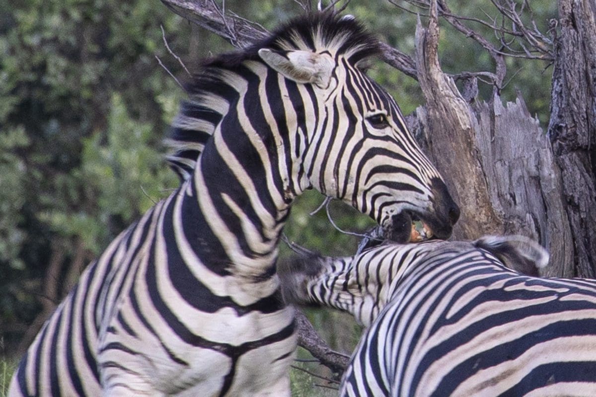 Two zebras standing next to each other.
