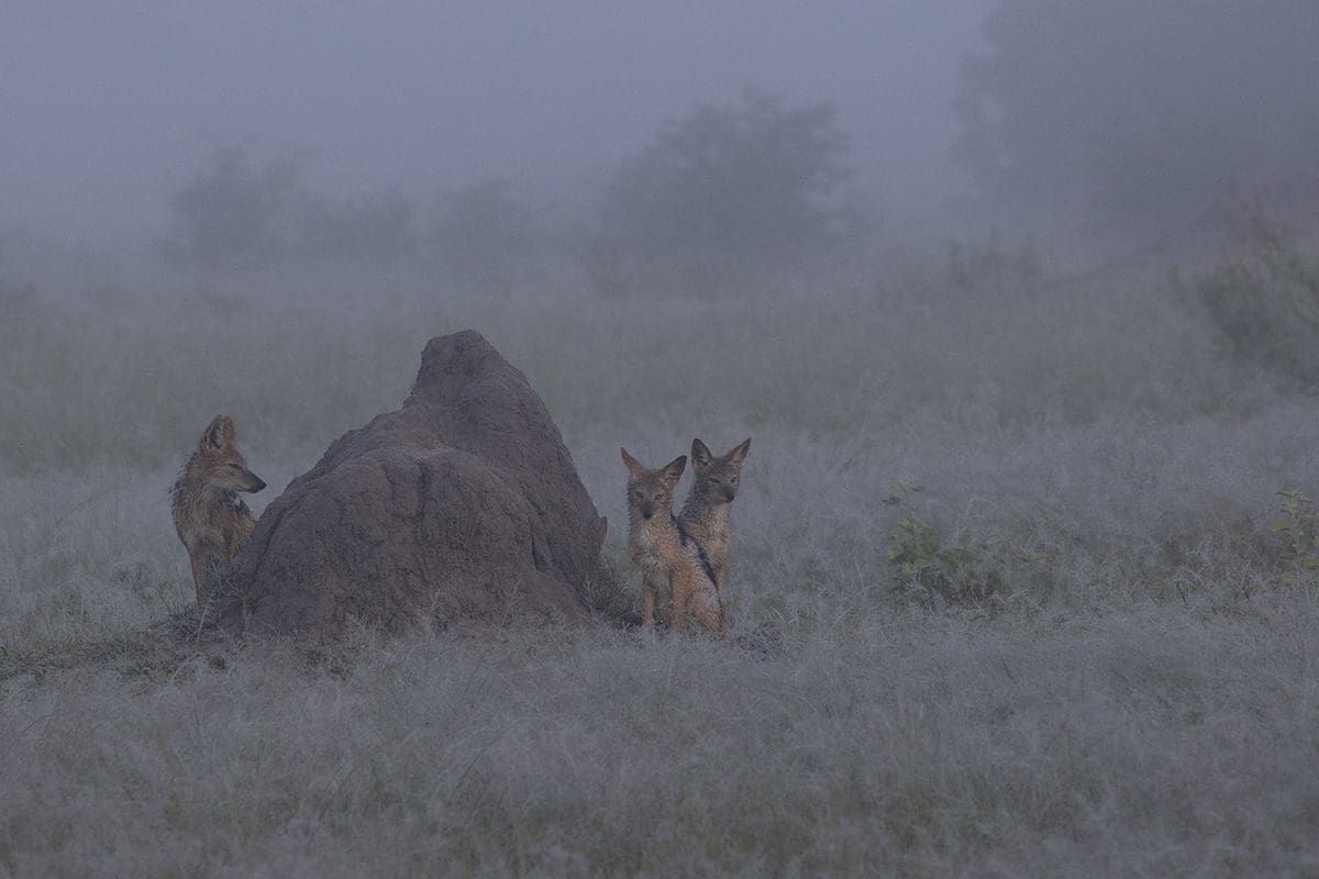 A group of foxes standing in a field with a mound in the background.