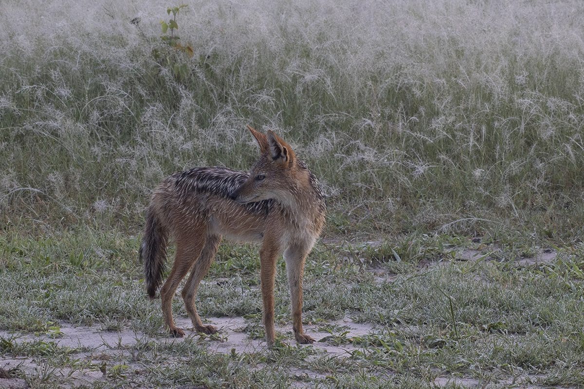 A coyote standing in a grassy field.