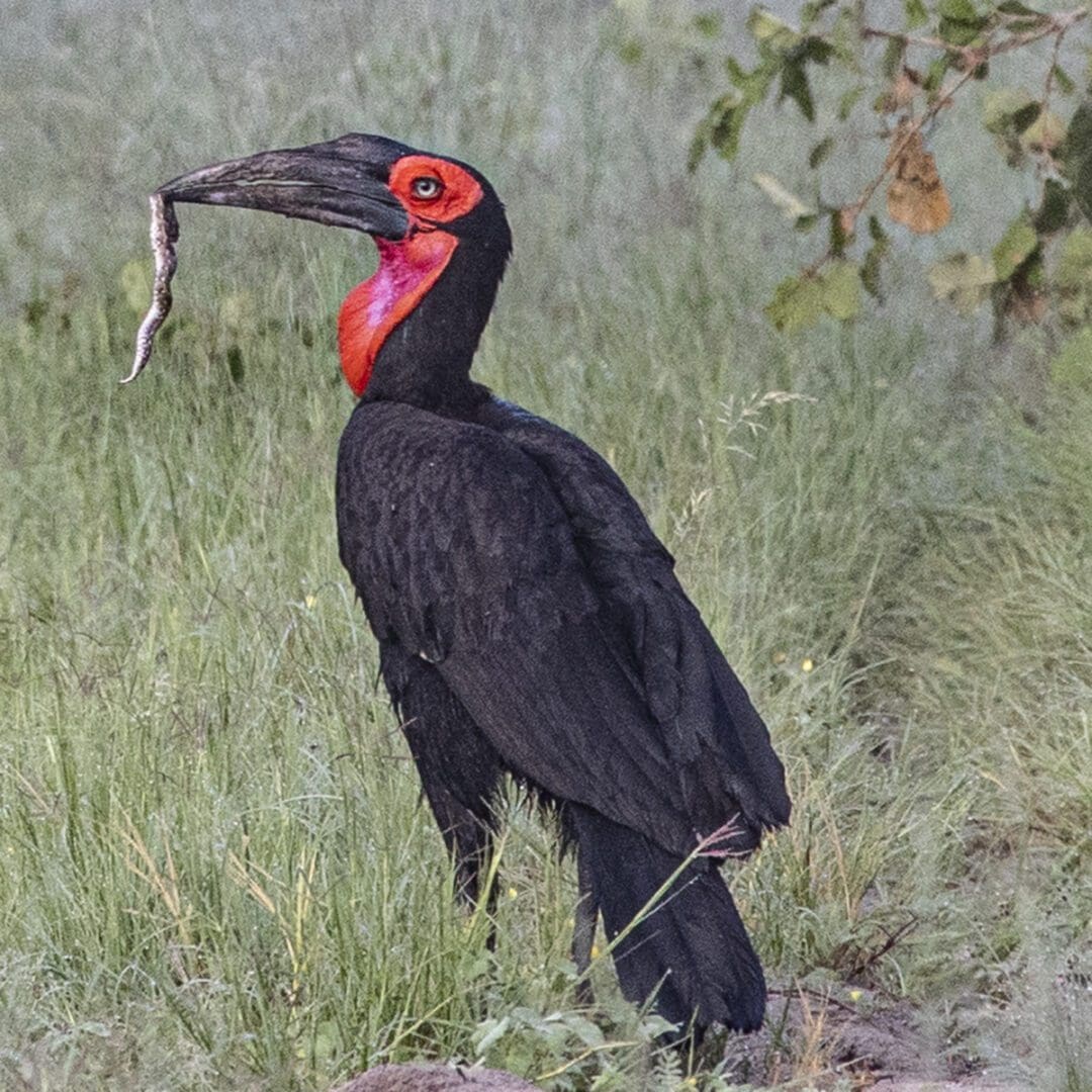 A black bird with a red beak.