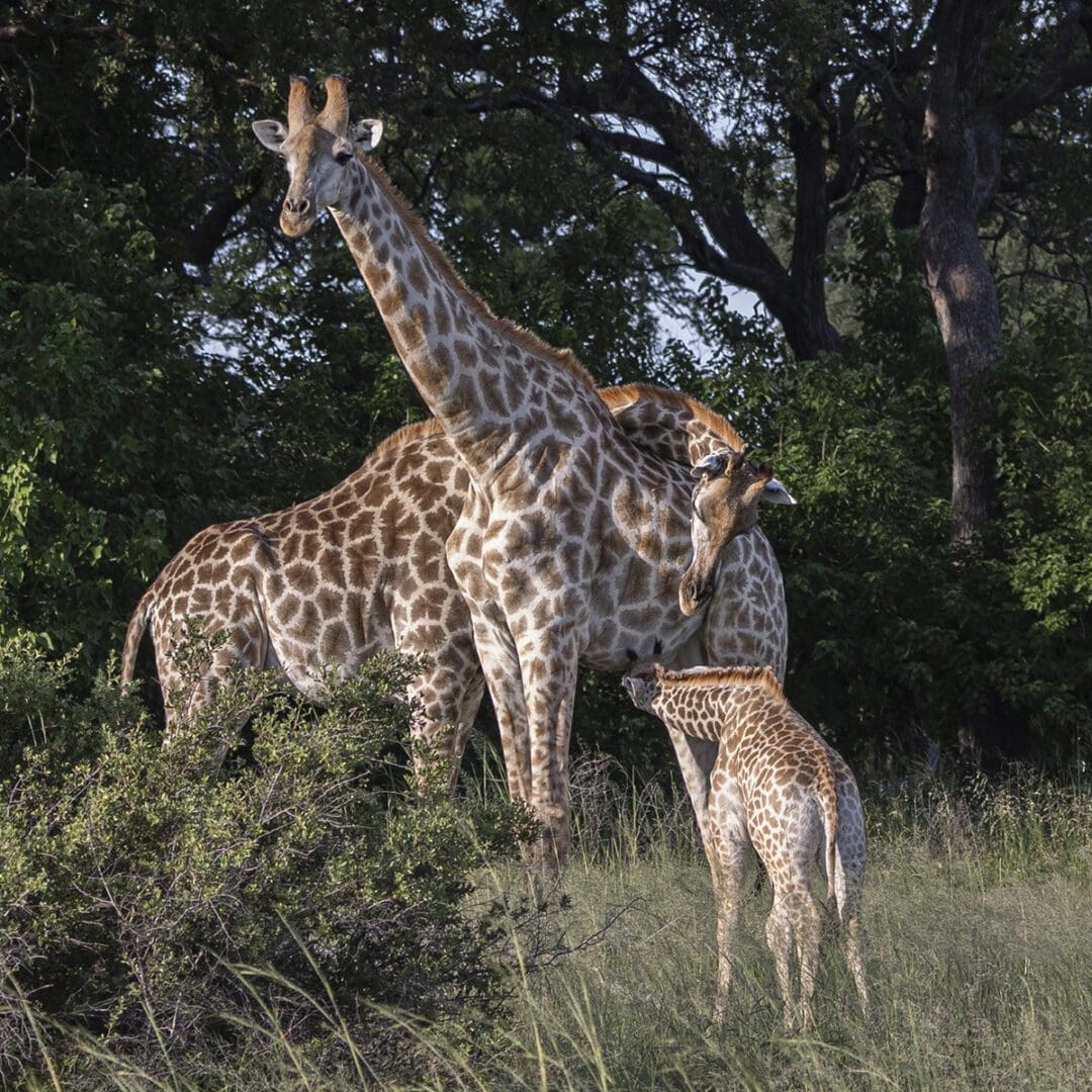 A group of giraffes standing in a field.