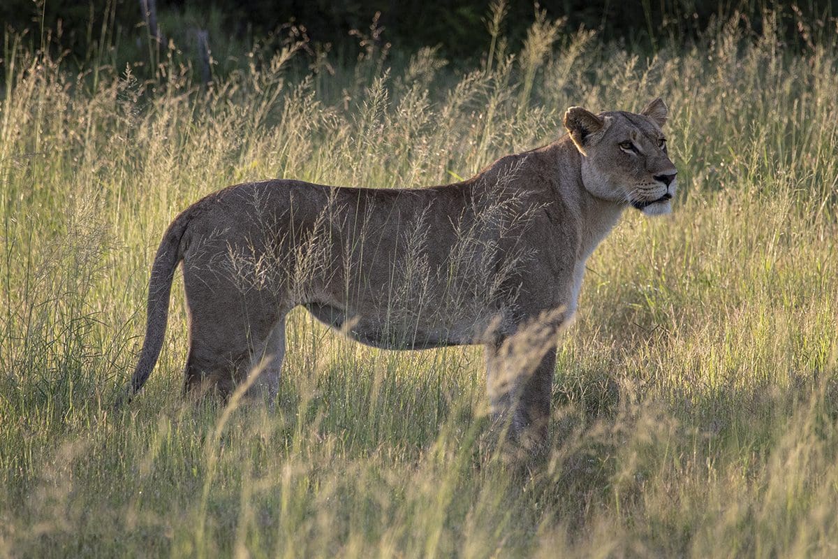 A lion standing in tall grass.