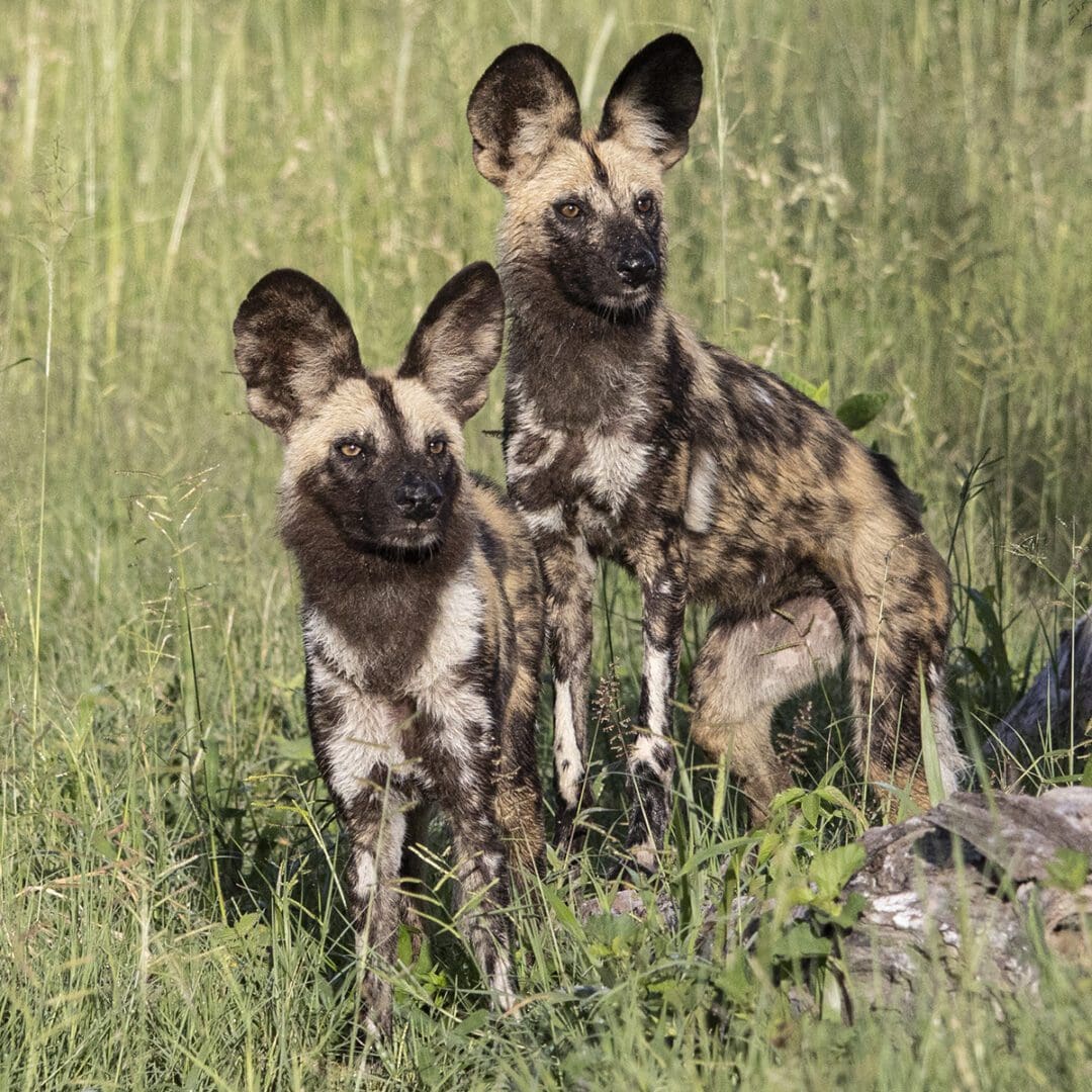 Two wild dogs standing in the grass.