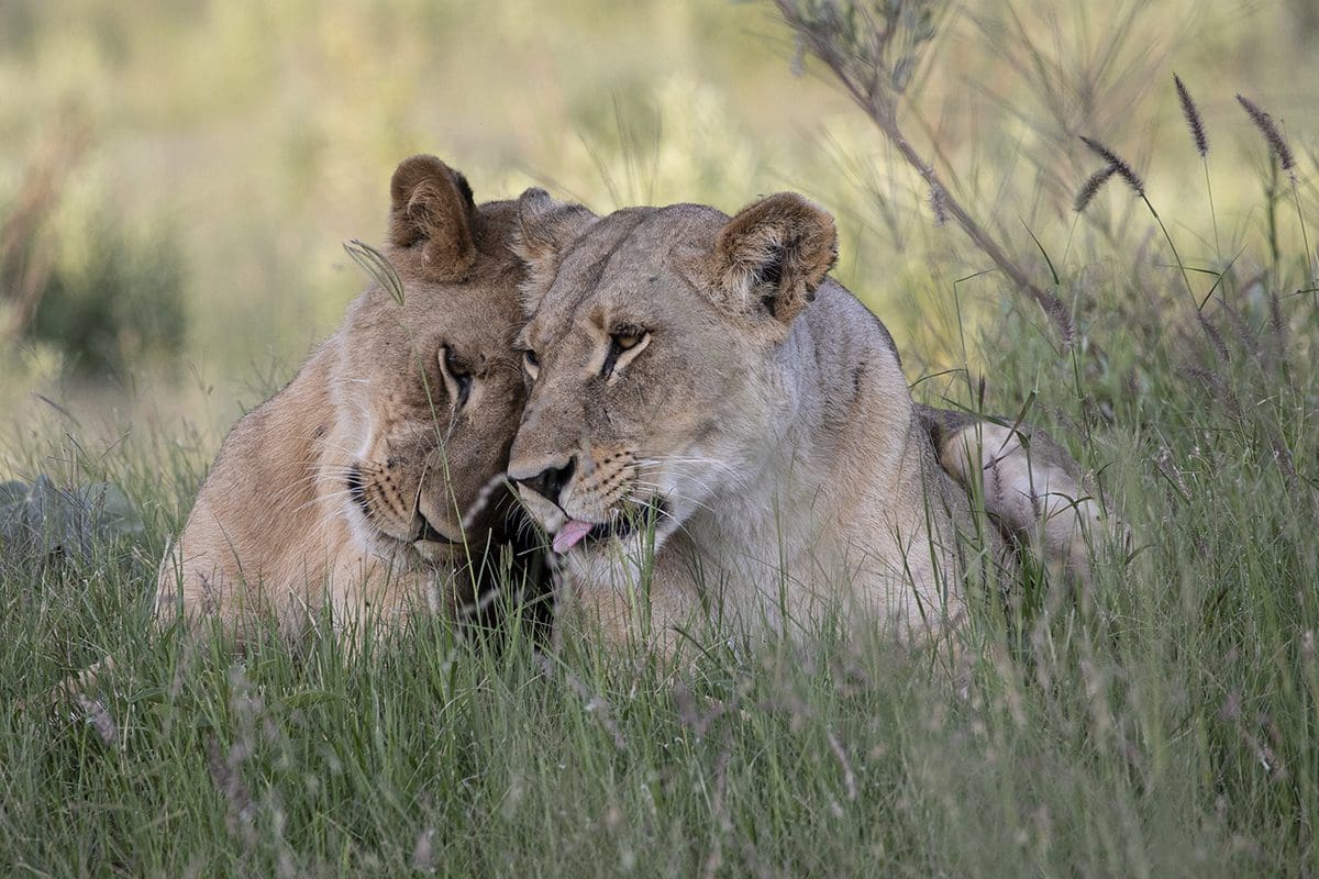 Two lions laying in the grass.