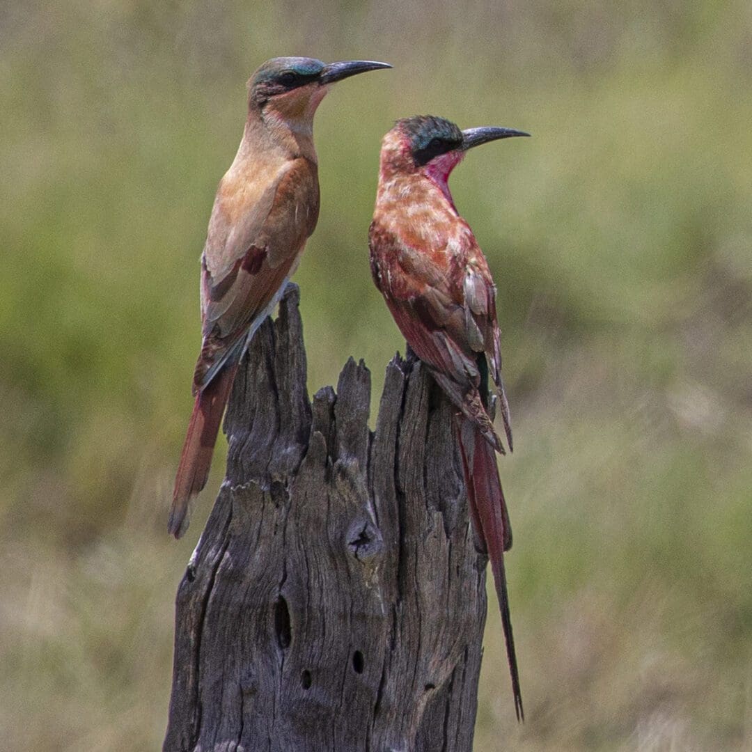 Two birds perched on top of a tree stump.