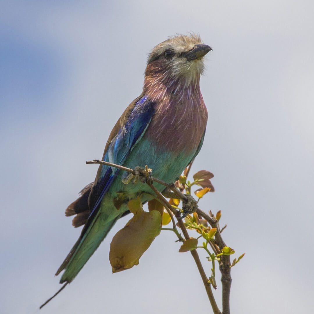 A blue and purple bird perched on a branch.