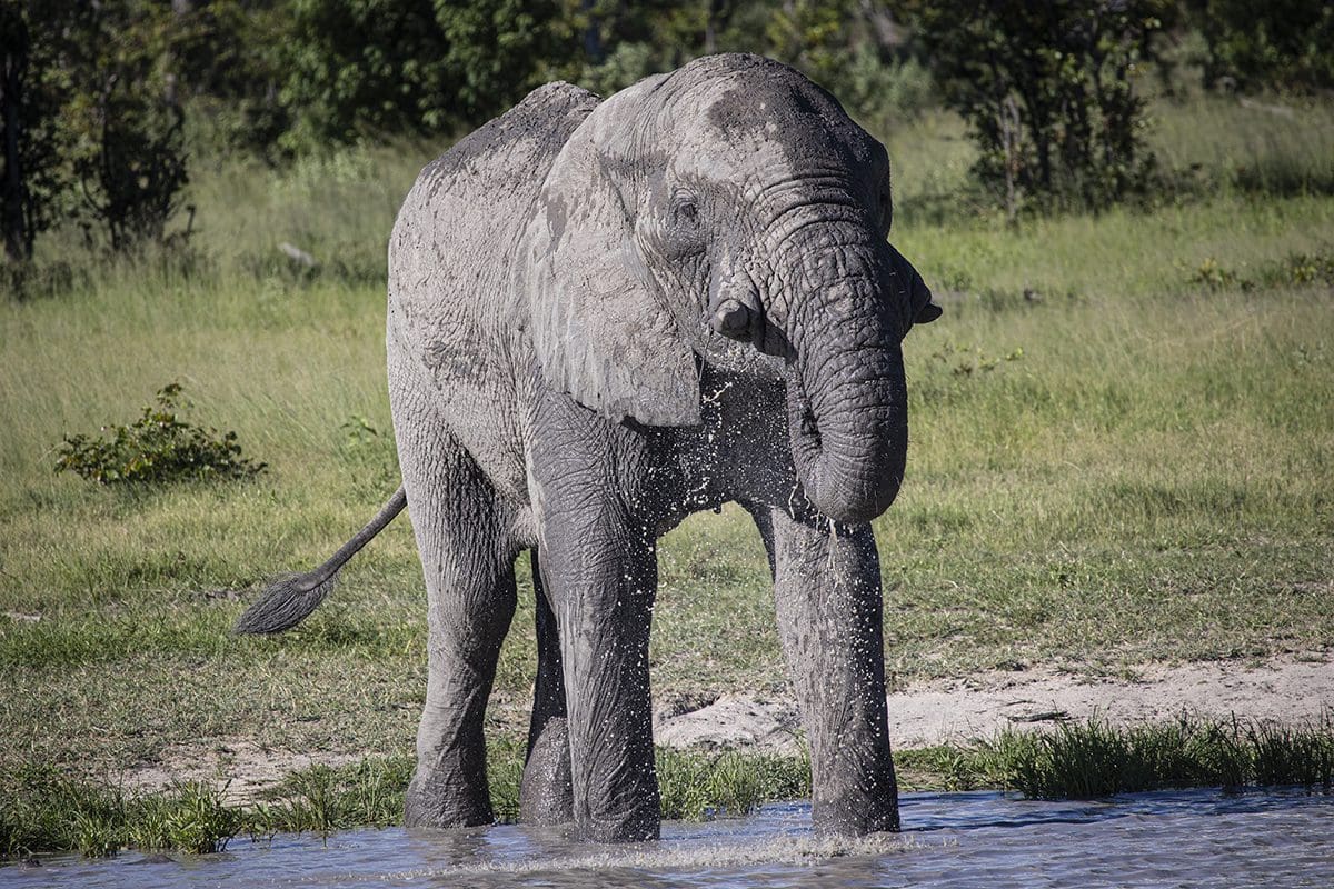 A gray elephant standing in the water.
