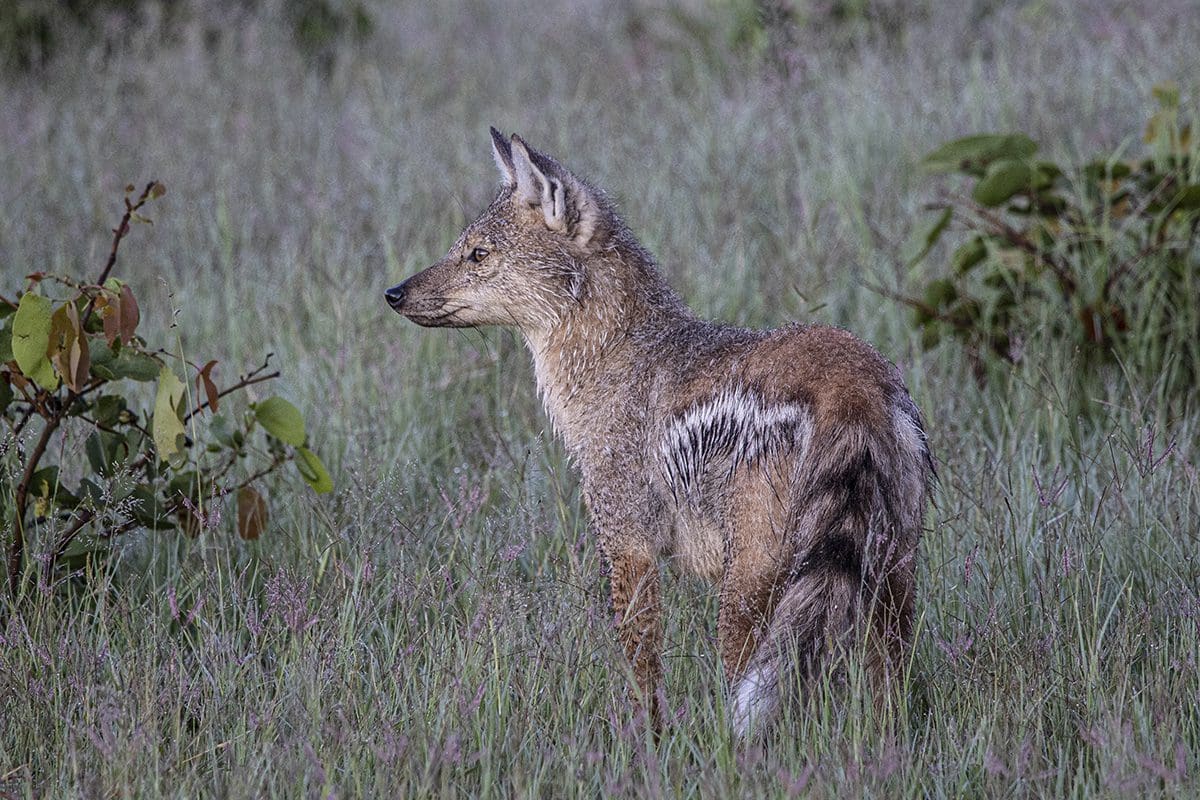 A young jackal standing in tall grass.