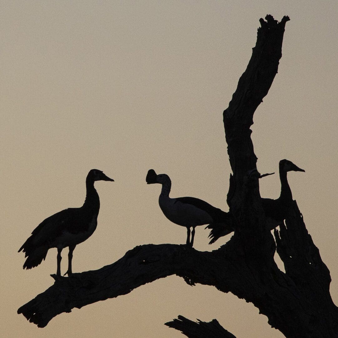 Three geese perched on a tree branch at sunset.