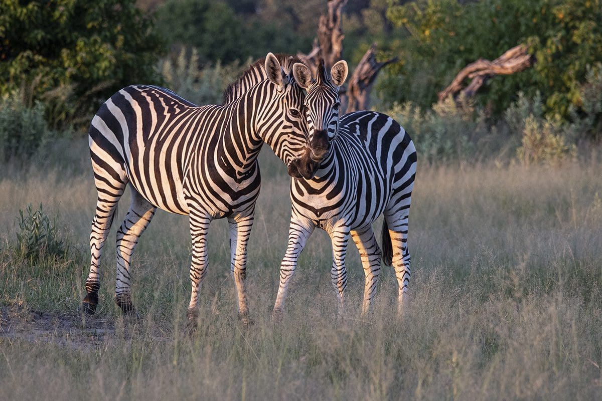 Two zebras standing in a field.