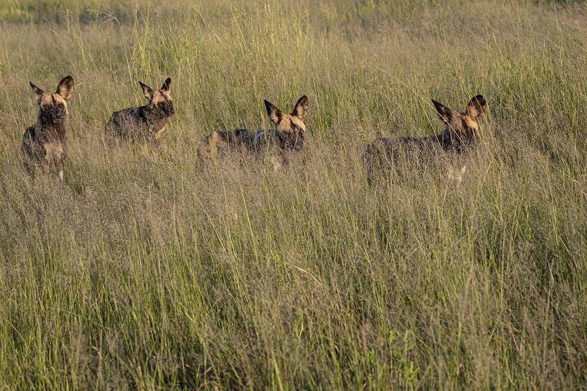 A group of wild dogs standing in tall grass.