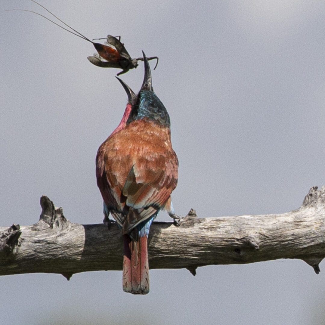 A bird is sitting on a branch with a fly in its mouth.