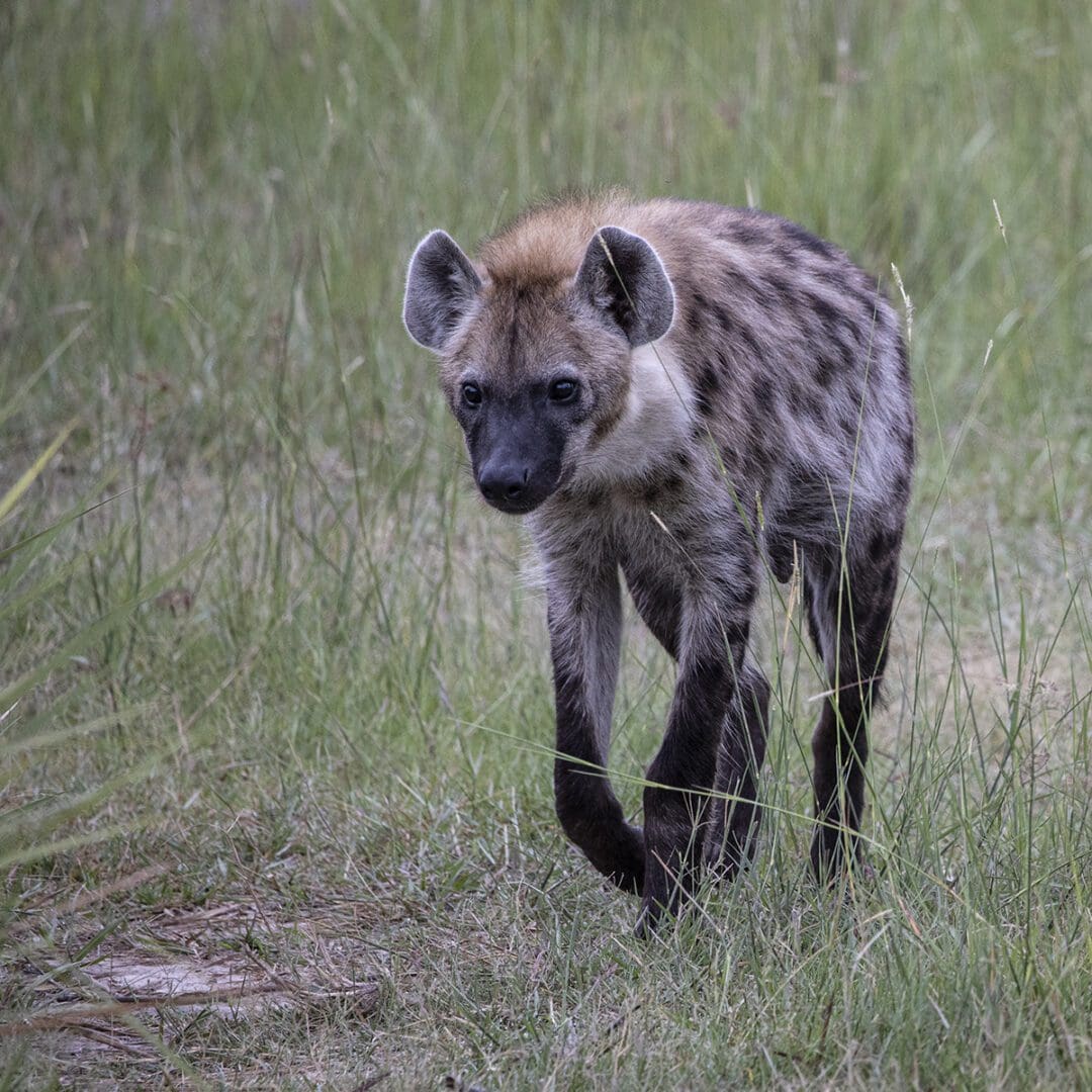 A young hyena is walking through the grass.