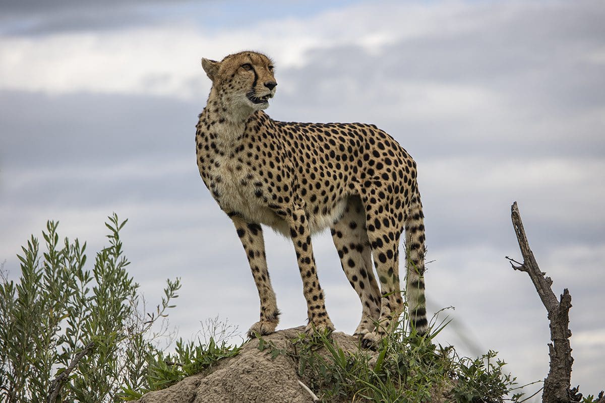 A cheetah standing on top of a rock.