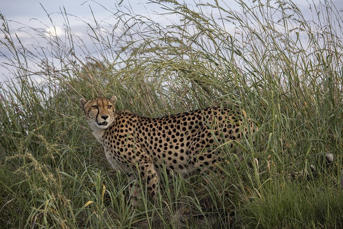 A cheetah standing in tall grass.