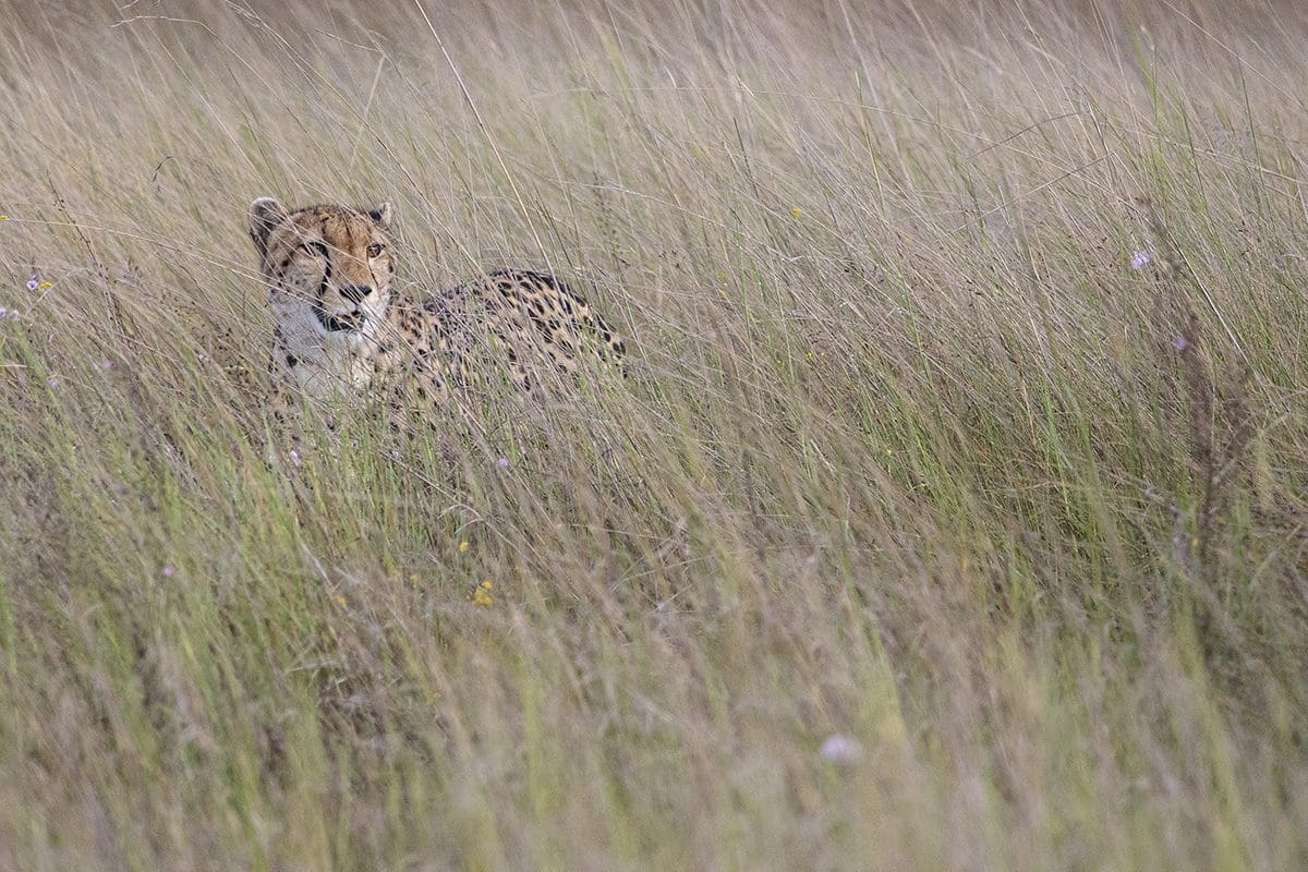 A cheetah is standing in tall grass.