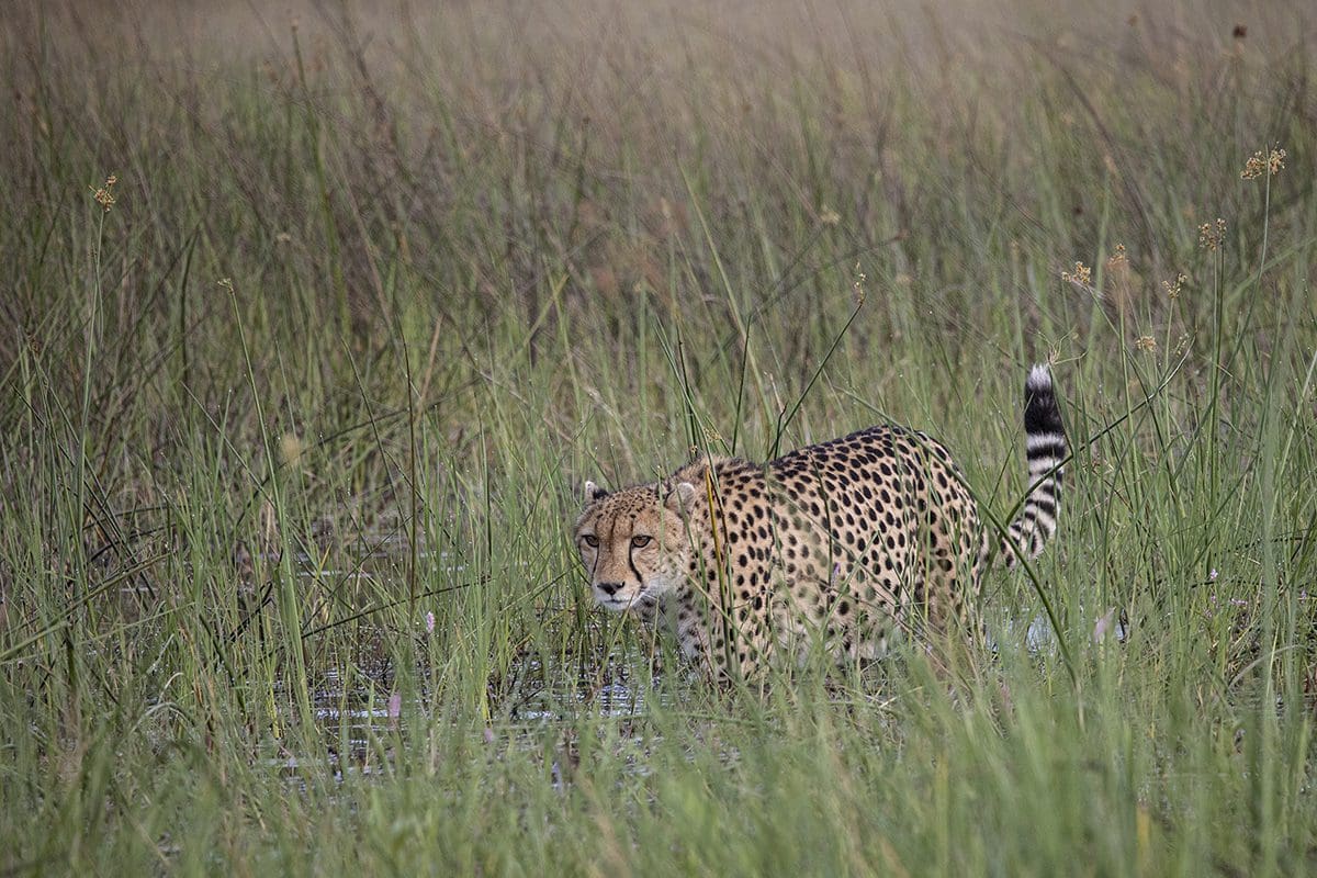 A cheetah walking through tall grass.
