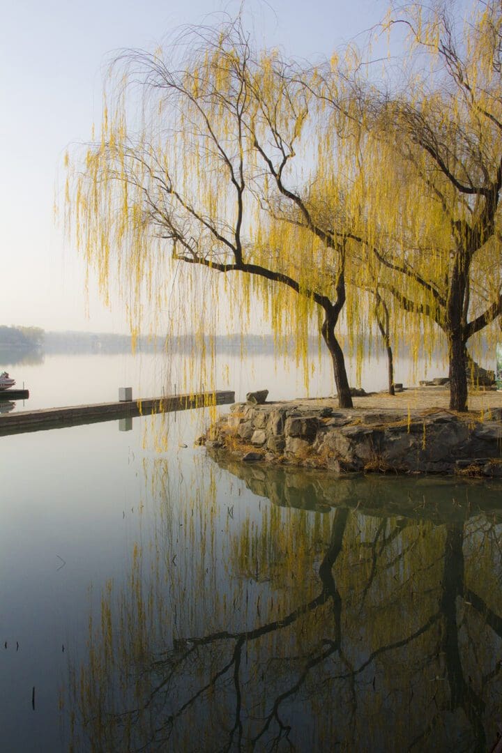 A group of willow trees in the water.