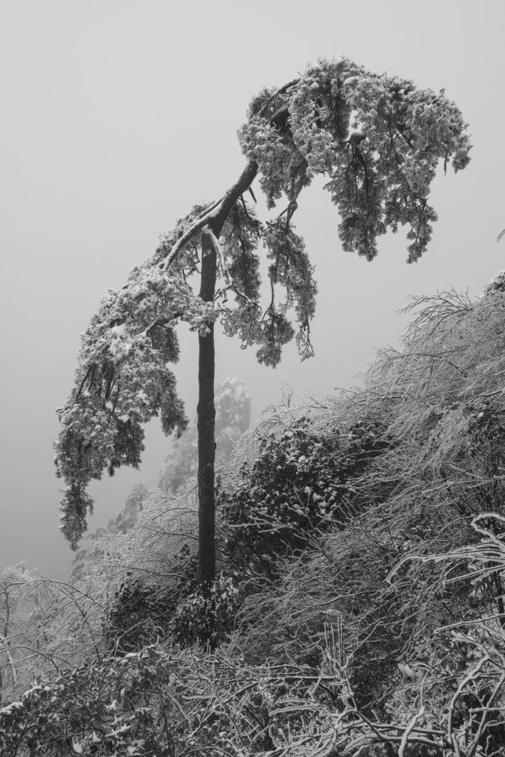 A black and white photo of a tree covered in snow.