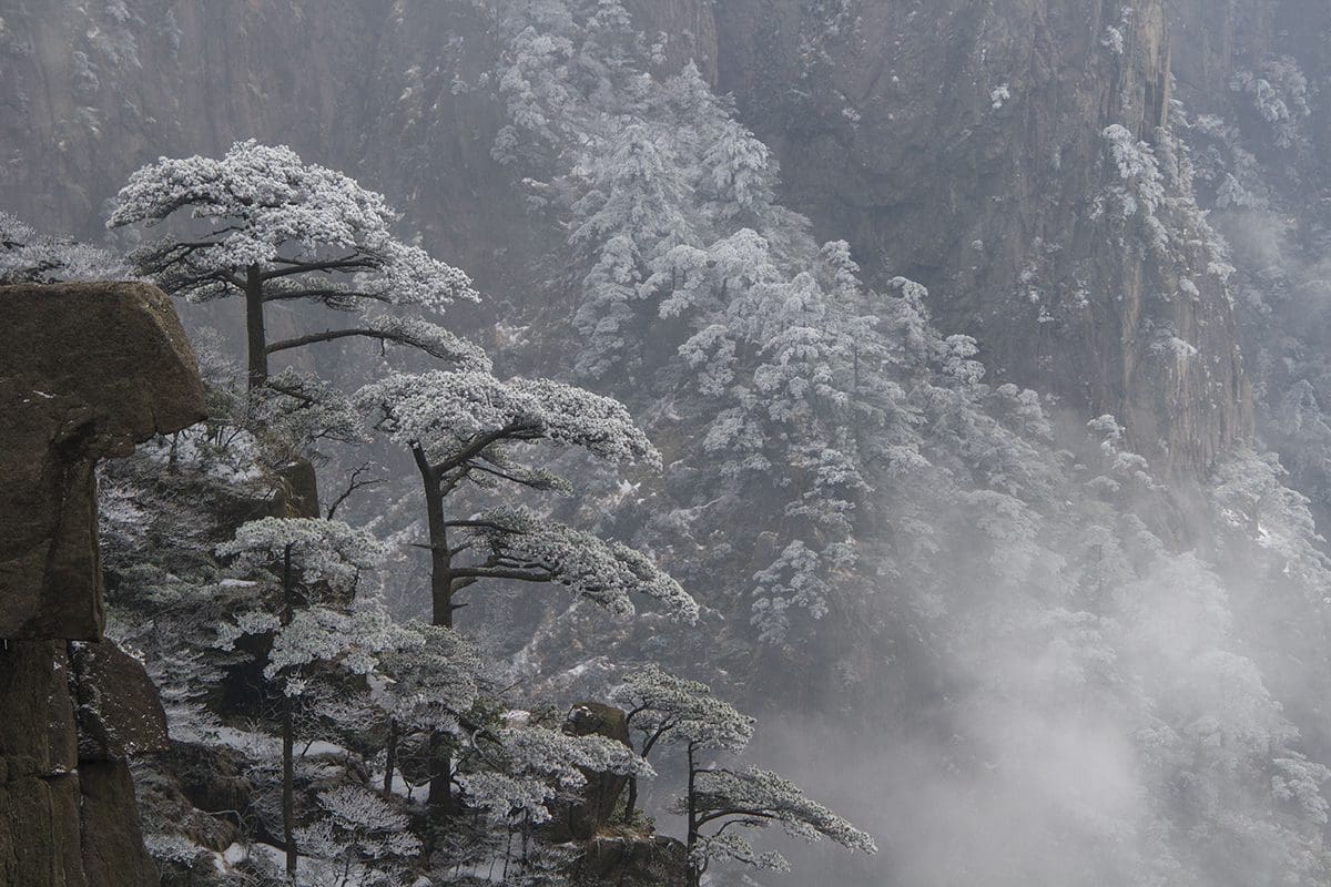 A group of trees on top of a mountain covered in snow.
