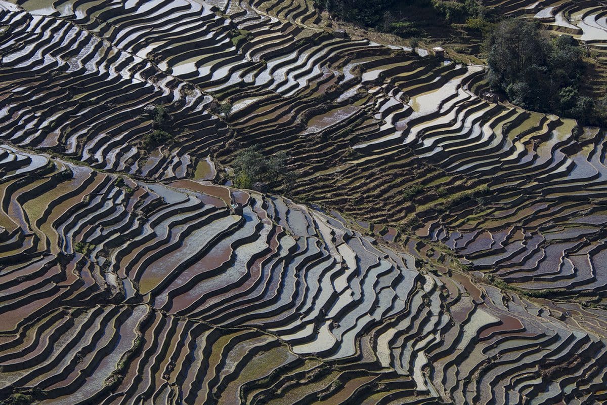 An aerial view of a terraced rice field.