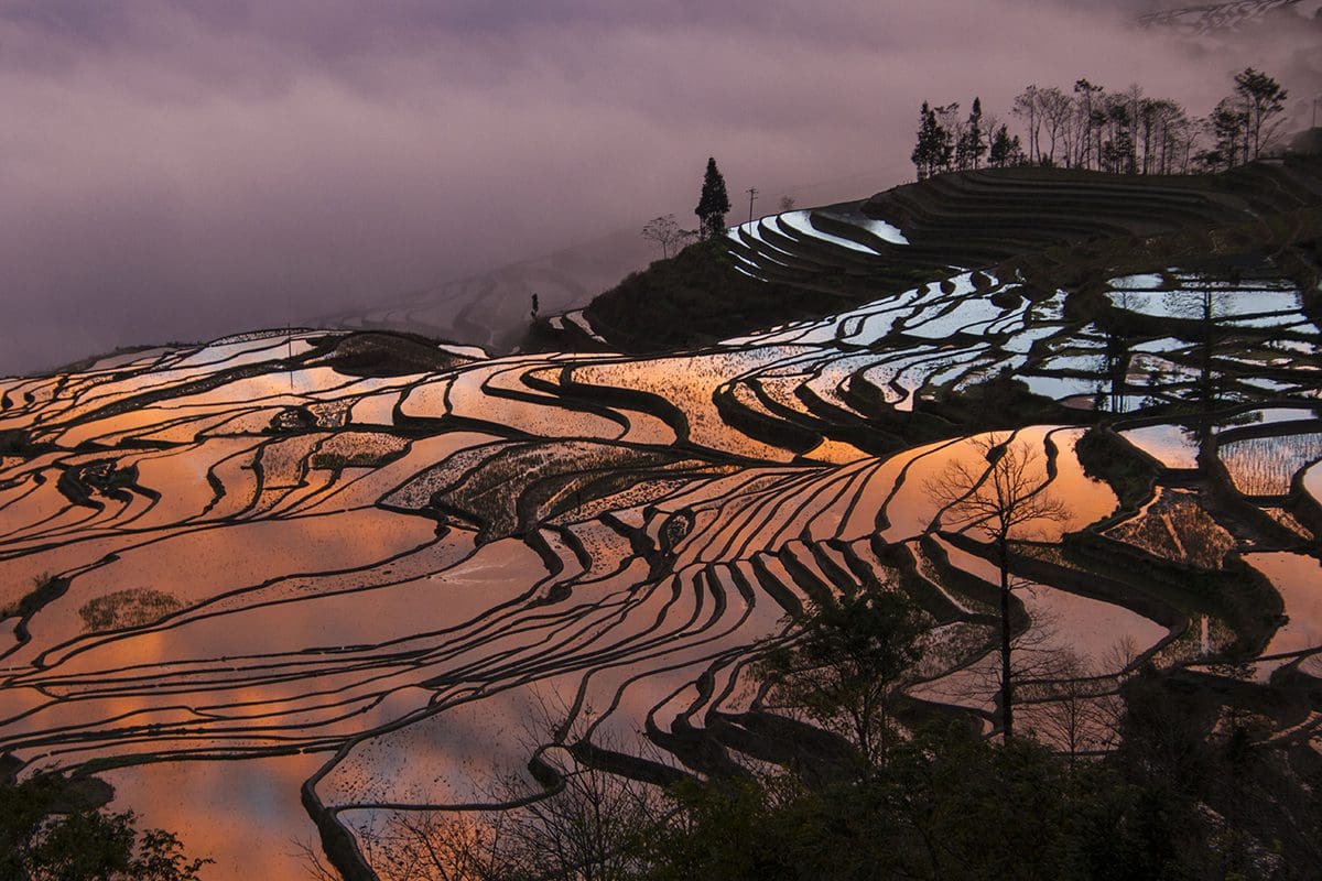 Rice terraces at sunset in yunnan, china.