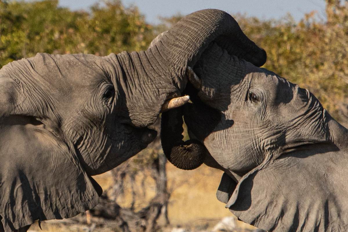 Two elephants are touching each other's trunks.