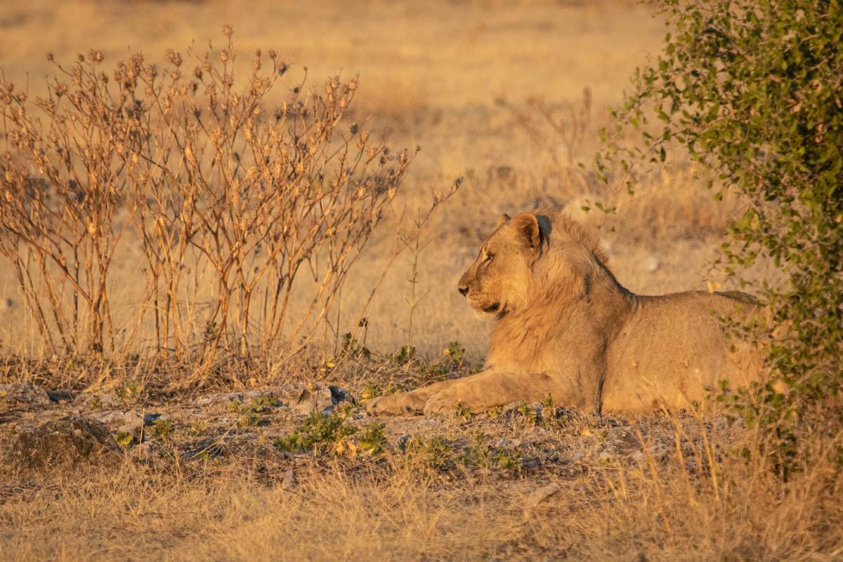 A lioness sitting by the bushes in a dried grassland
