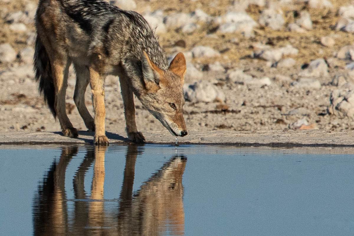 A wild fox watching itself on the lake and drinking water
