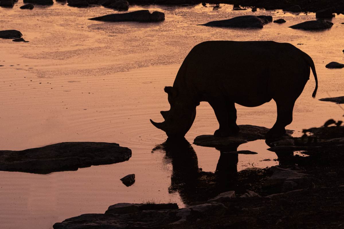 A silhouette of a one horned rhino drinking water