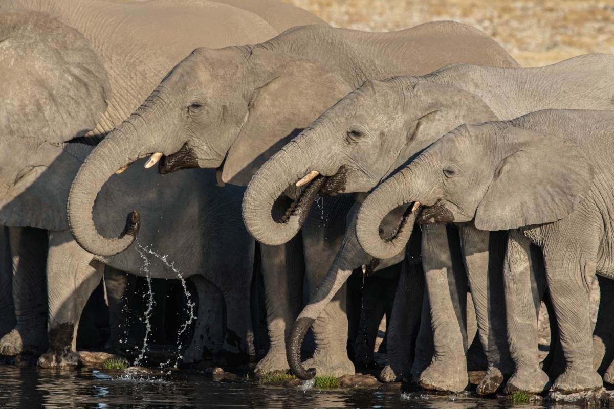 A heard of elephants standing near the lake and drinking