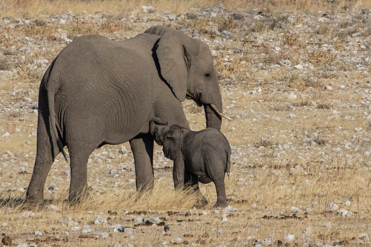 A baby elephant drinking milk from its mother