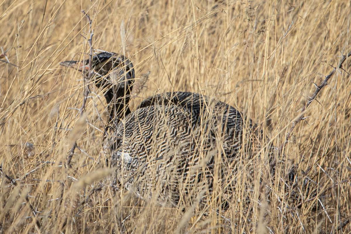 A wild bird standing in between dried grassland