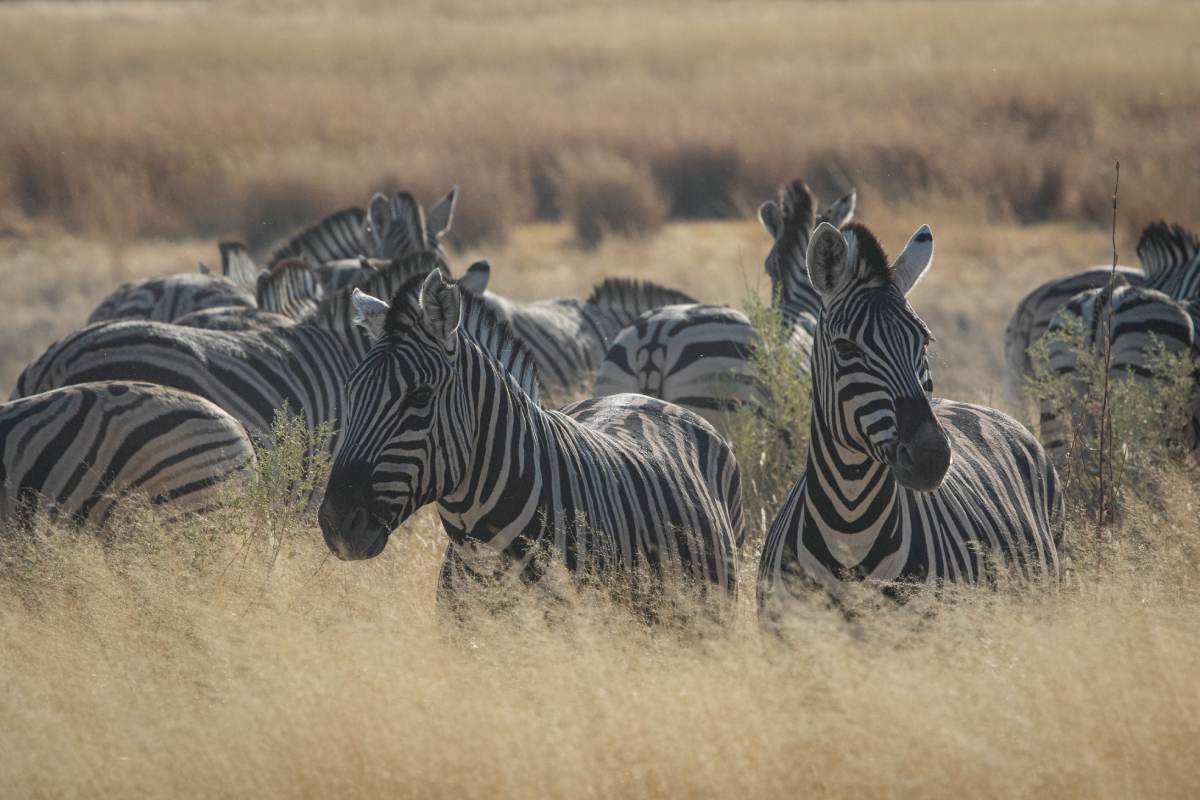 A herd of zebras standing next to one another