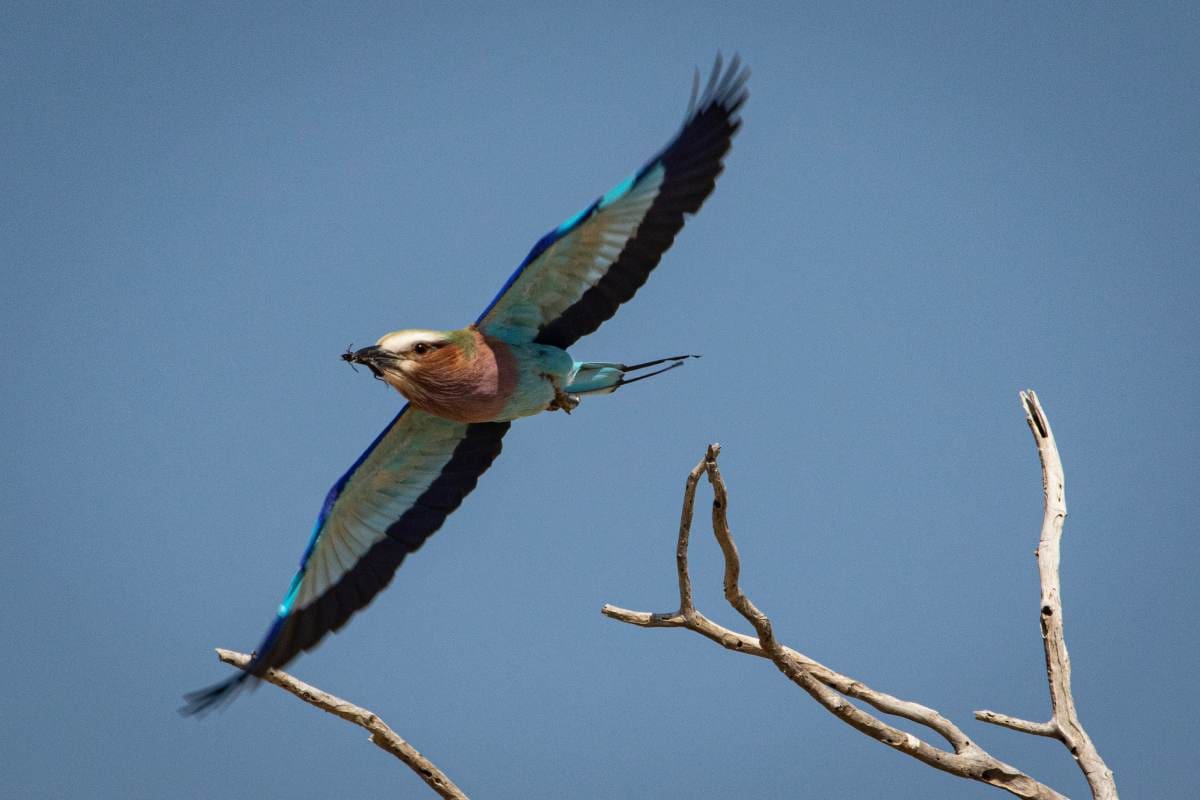 A colorful bird flying with its wings spread wide