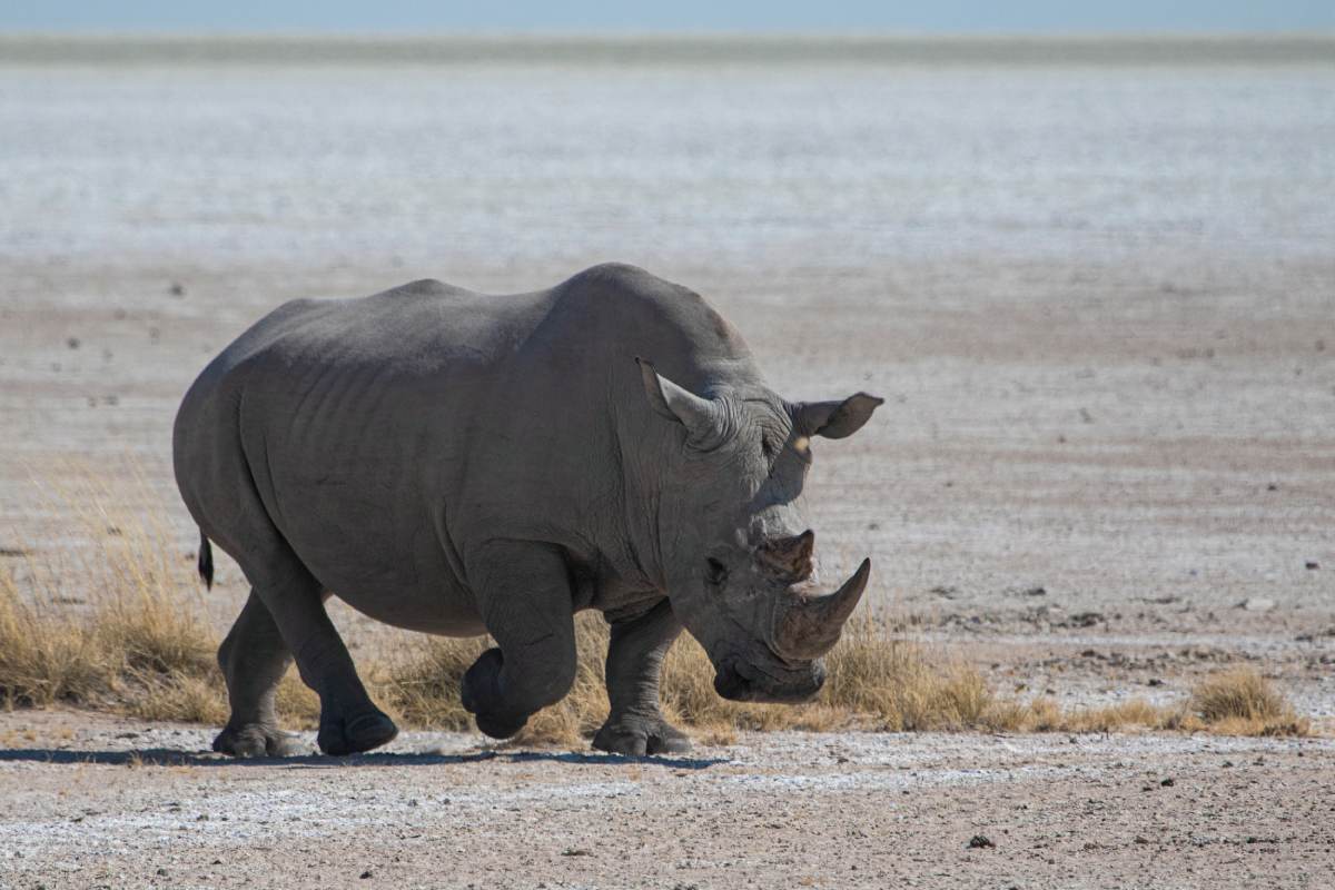 A rhino with two horns walking towards its prey