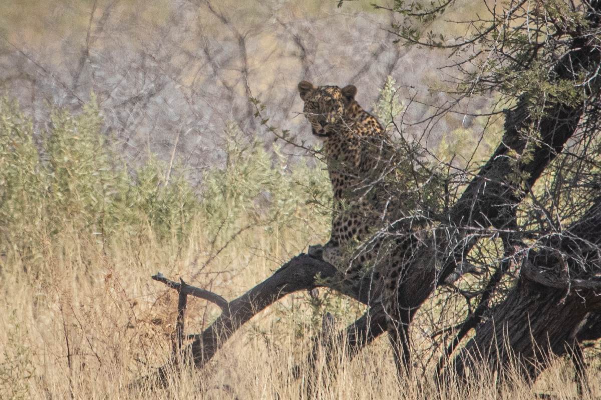 A spotted cheetah hiding and stalking its prey